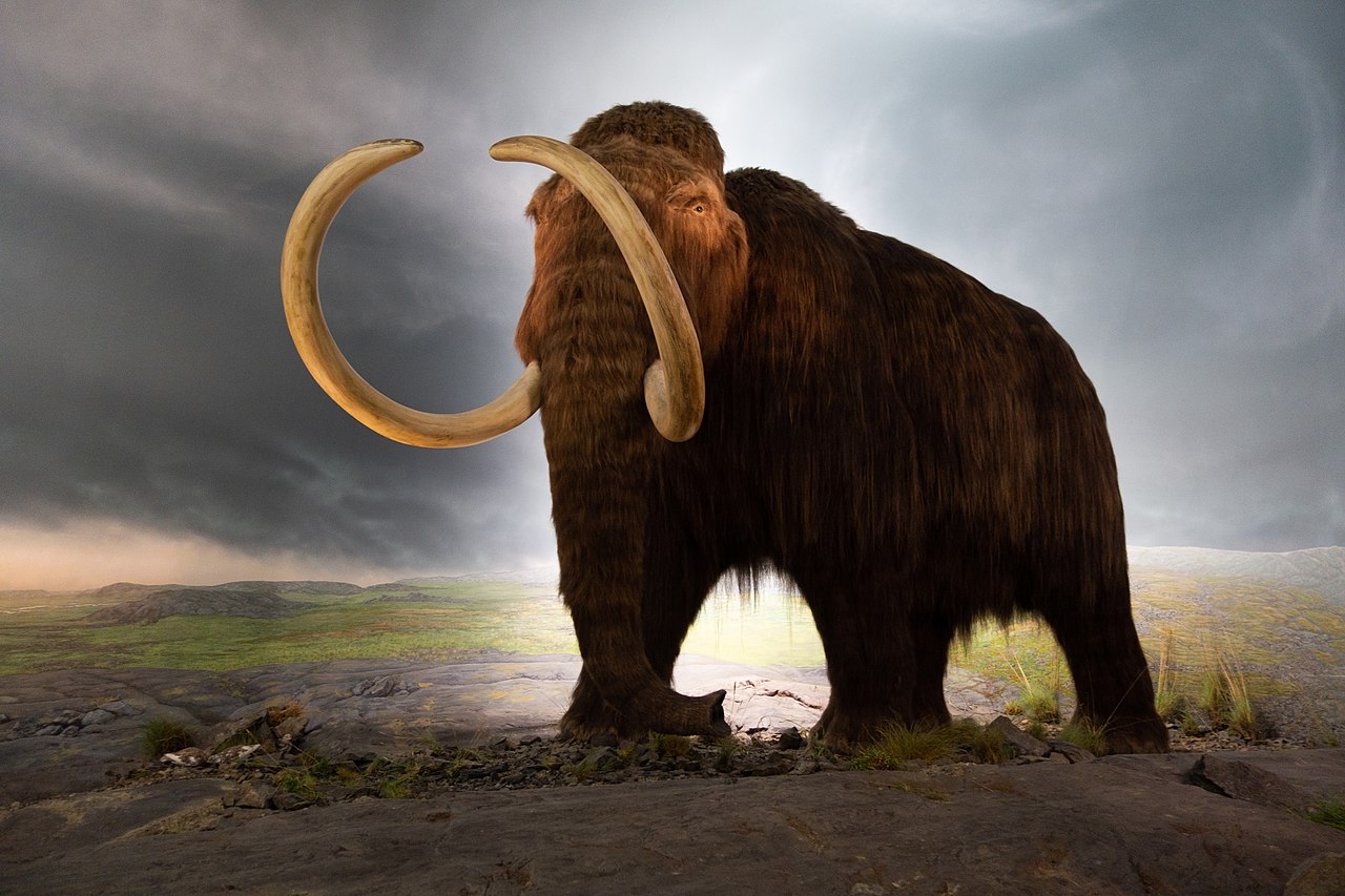 People, not the climate, caused the decline of the giant mammals