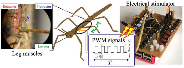 Insect cyborgs: towards precision movement