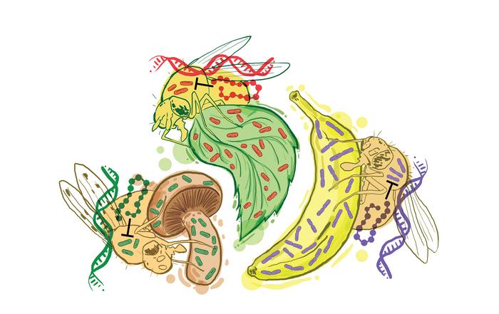 How the microbiome drives the evolution of immune defenses