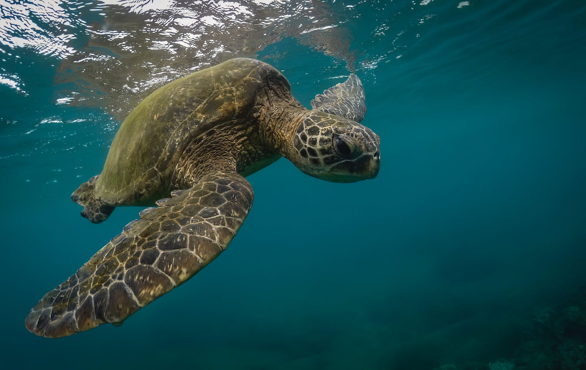 Picky green sea turtle has travelled to the same place to eat for generations.
