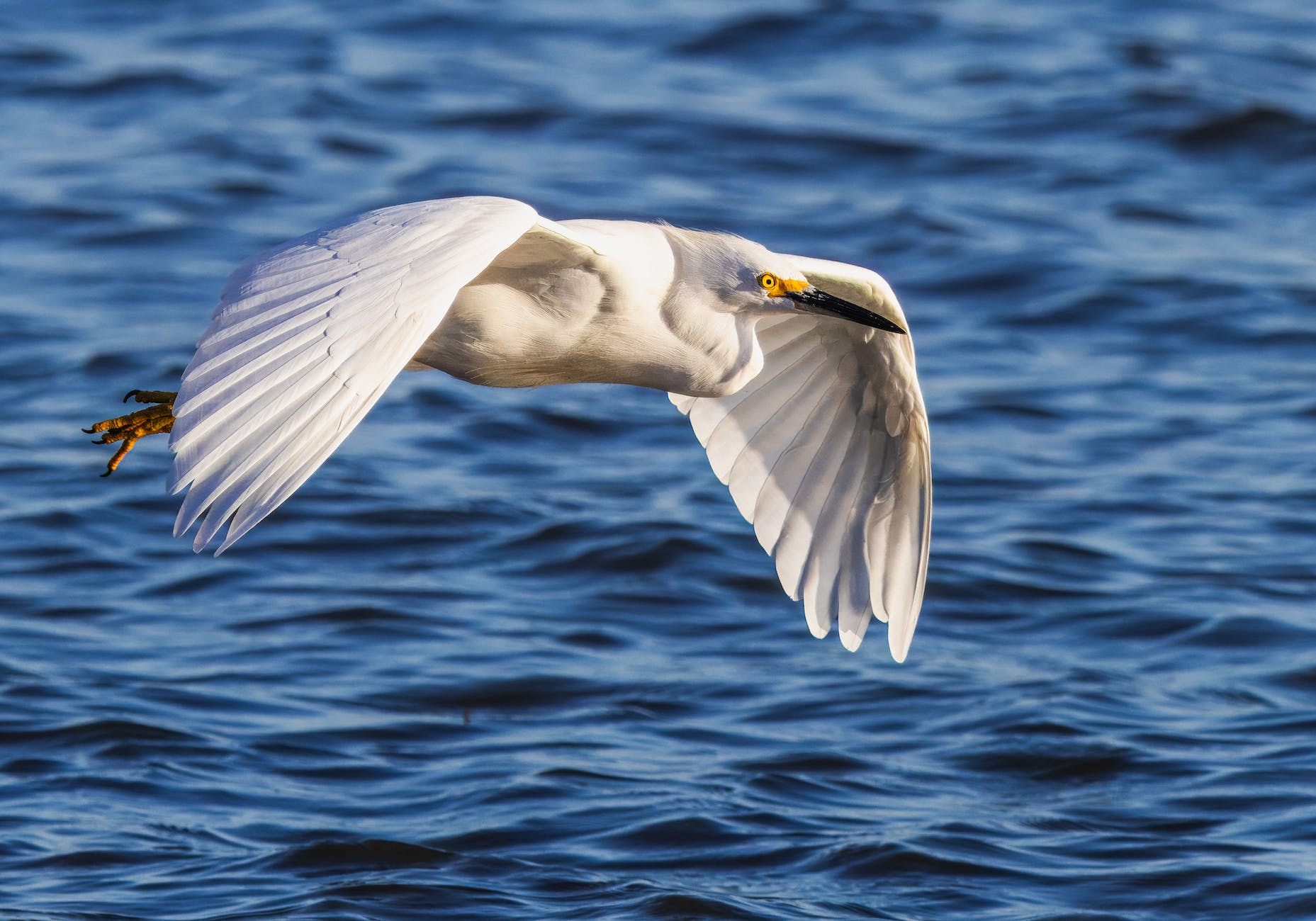 Which radio waves disrupt the magnetic sense in migratory birds?