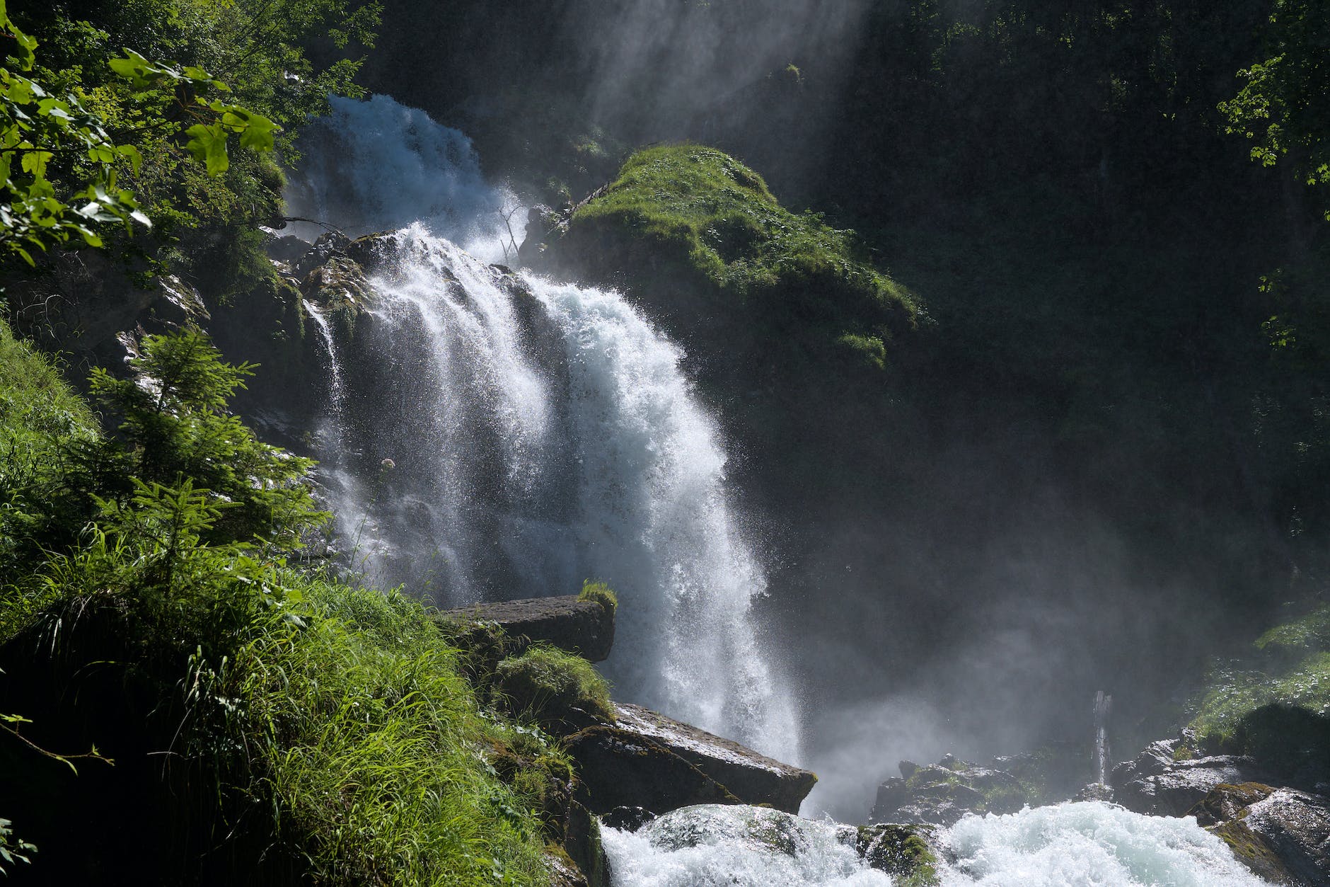 Maintain Asian forest diversity to avoid climate change impact.