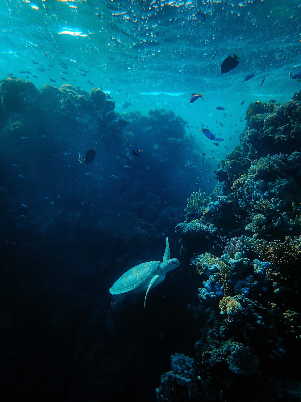 Marine protected areas and climate change.