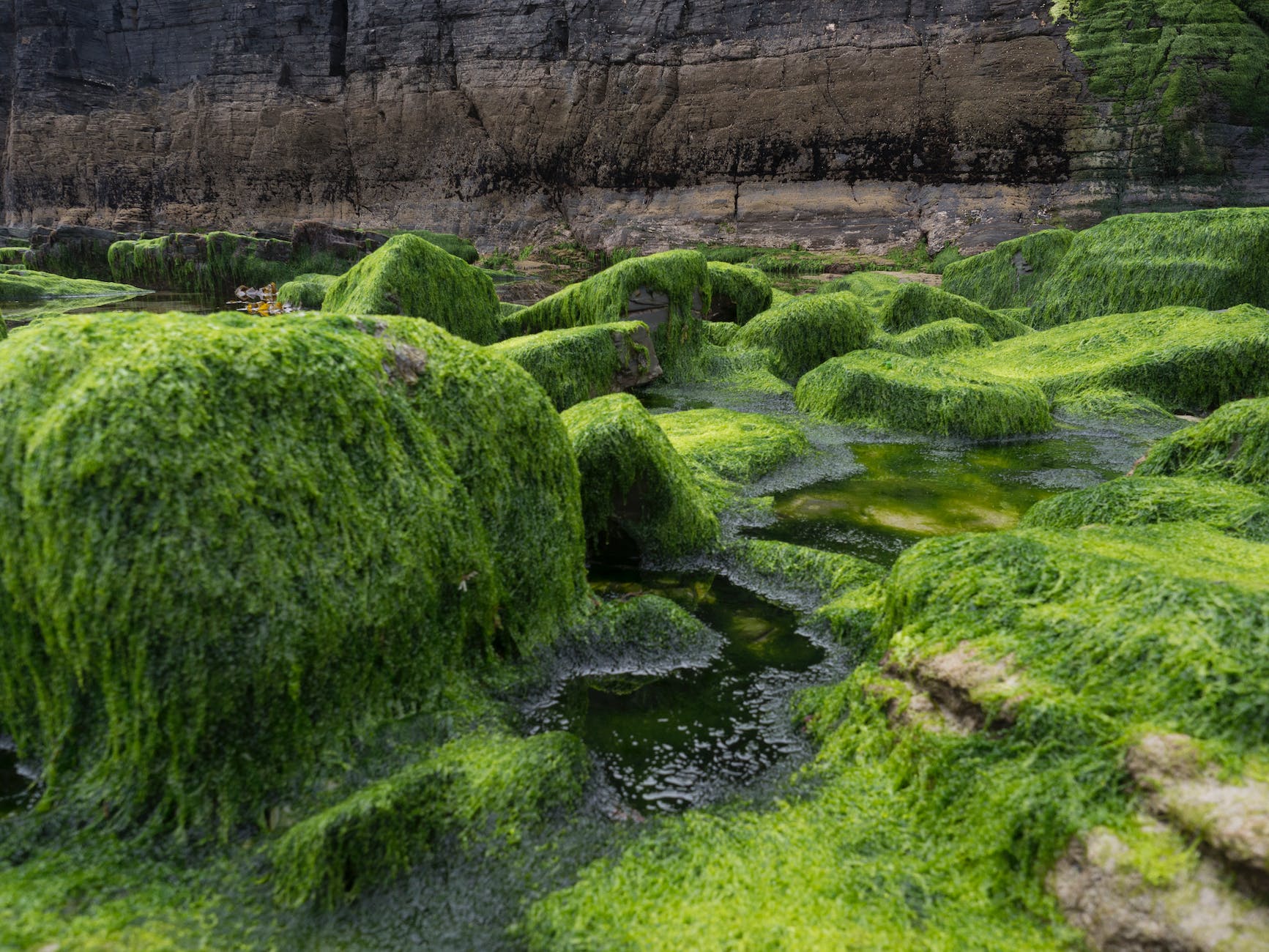Algae provide clues about 600 million years of plant evolution.