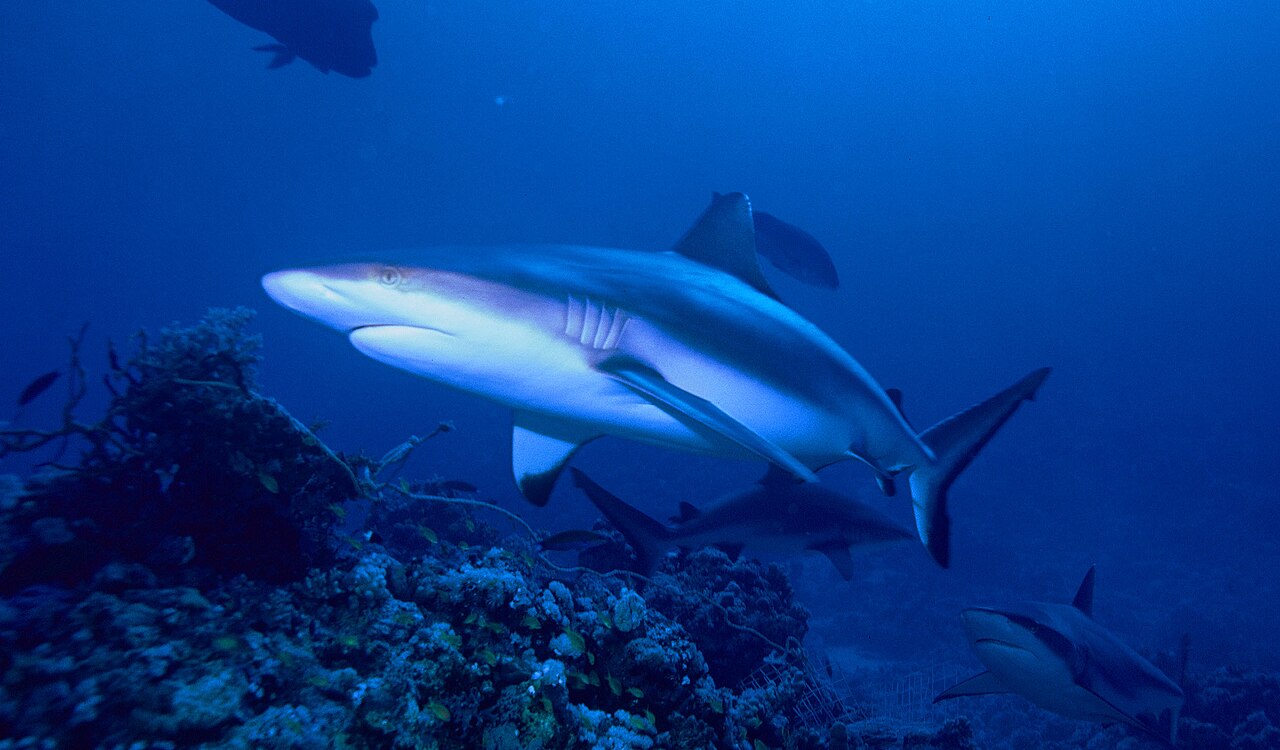 Caught napping? Grey reef sharks resting changes what we know about how they breathe,