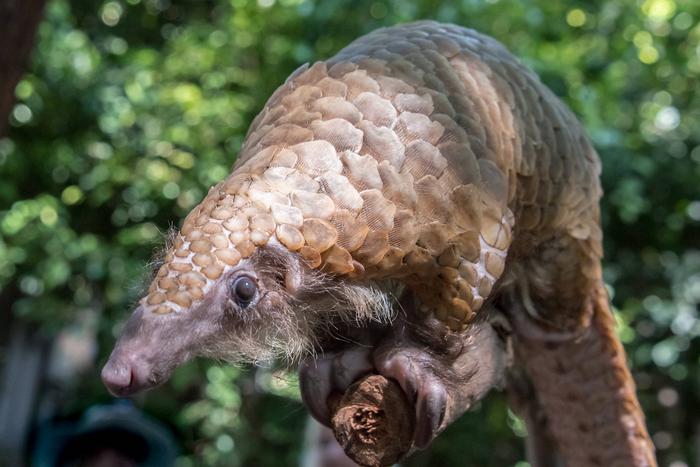 Using genomics to map illegal pangolin poaching from Africa to Asia.