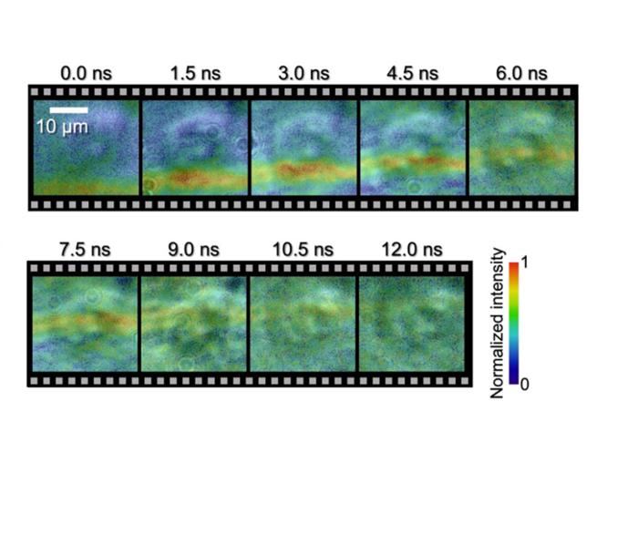 Shock wave photographed passing through a single cell.