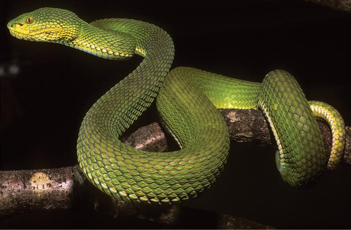 Same and different: A new species of pit viper from Myanmar.