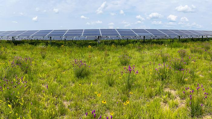 Insect populations flourish in the restored habitats of solar energy facilities.