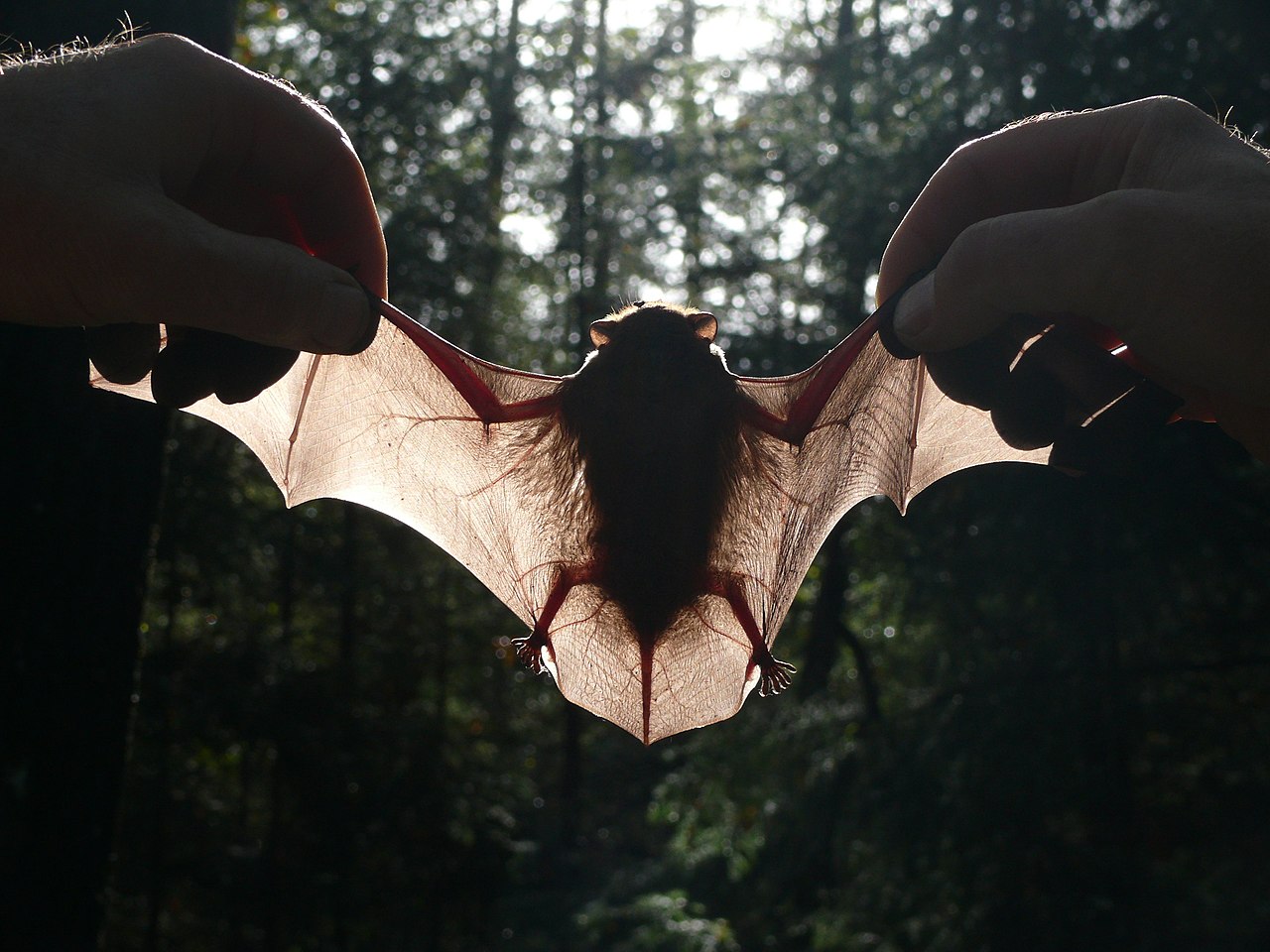 Bats declined as Britain felled trees for colonial shipbuilding