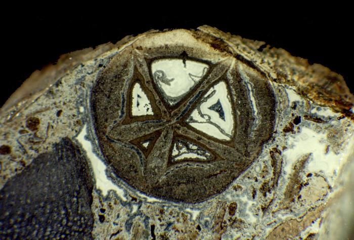 Mysterious fruit shown to be the oldest known fossils of the Frankincense and Myrrh family.