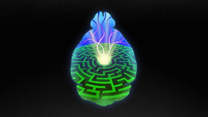 New study sheds light on how the brain learns to seek reward.