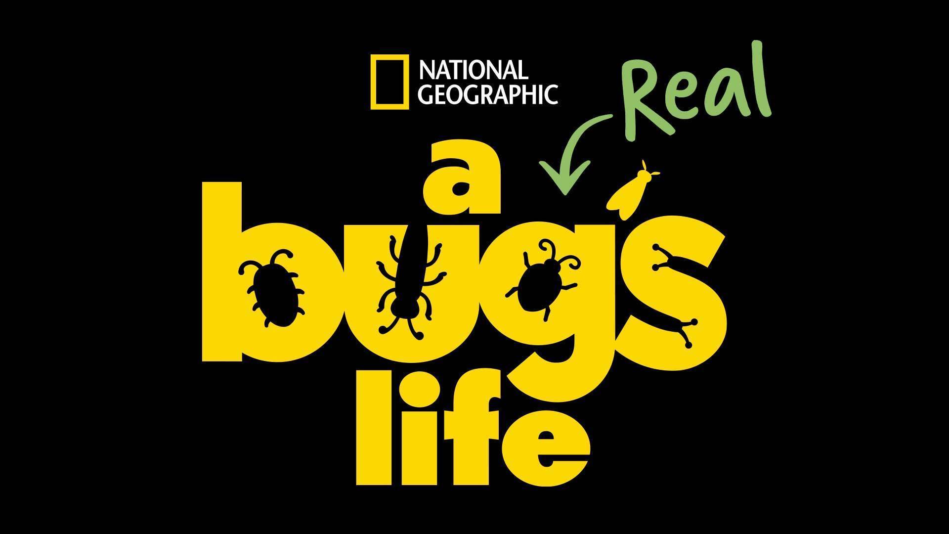 Conversations with Nathan Small: On the revolutionary technologies used to film teeny-tiny creatures in “A Real Bug’s Life.”