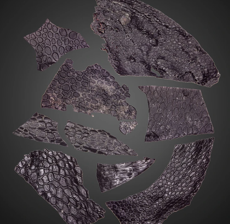 DAILY DOSE: Oldest reptile-like skin predates dinosaurs by millions of years; Millions of school safety records leaked mistakenly.