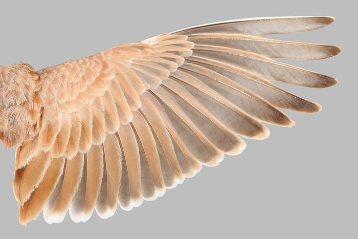 The hidden rule for flight feathers—and how it could reveal which dinosaurs could fly