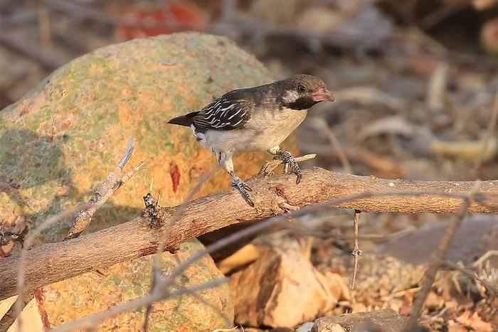 Wild birds lead people to honey — and learn from them.