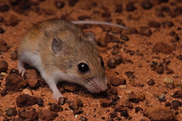 Mice surprise: Australian researchers discover new native species.