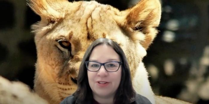 Meow or rooaaar – exotic cats’ ability to recognize familiar caregivers’ voices