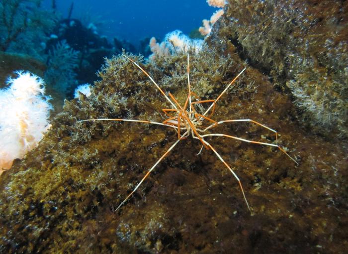 Giant Antarctic sea spiders reproductive mystery solved.
