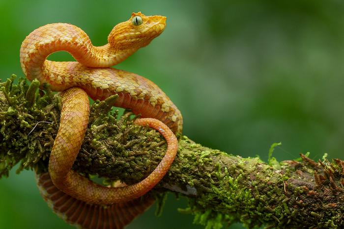 Five dazzling new species of eyelash vipers discovered in Colombia and Ecuador