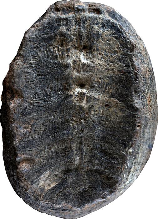 It turns out, this fossil plant is really a fossil baby turtle.