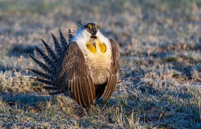 Strategic grazing could boost conservation of ‘near-threatened’ sage-grouse