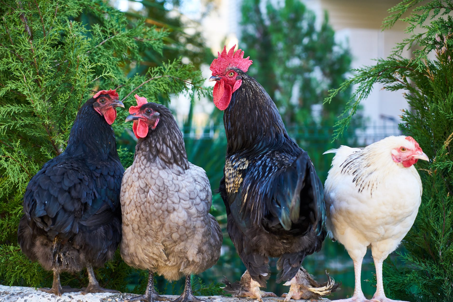 Chicken whisperers: humans crack the clucking code