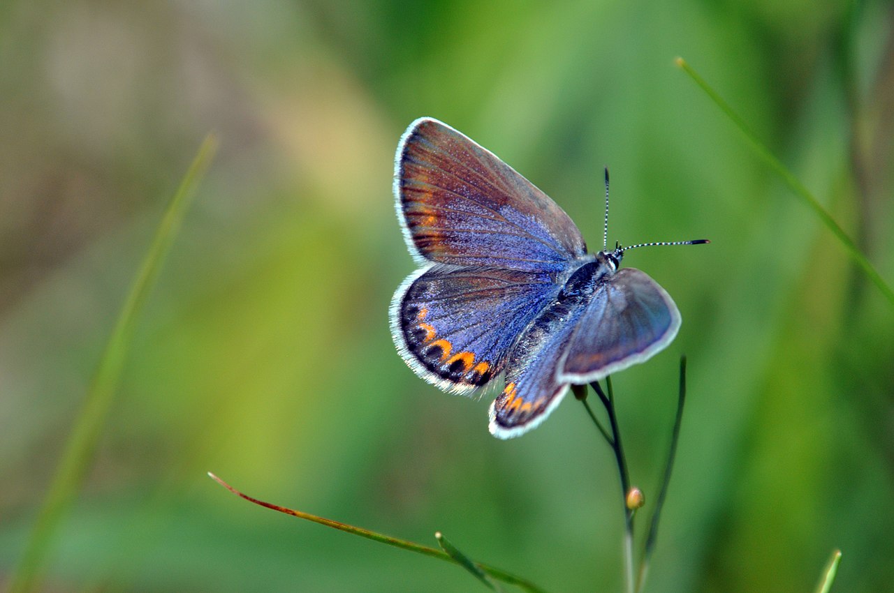 The Big Picture: Vladimir Nabokov’s Karner Blue Butterfly.