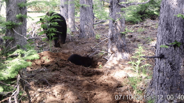 Brown bears digging up artificial forests