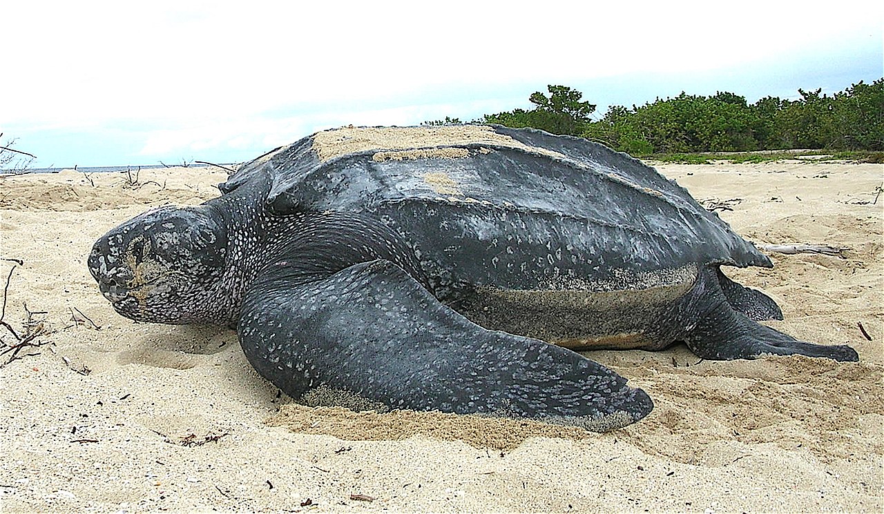 Scientists track world’s largest turtles to previously unknown foraging locations.