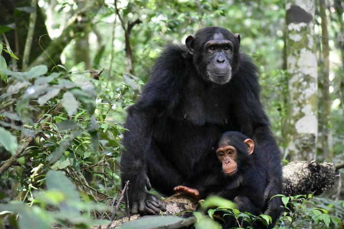 Chimp moms play with their offspring through good times and bad.