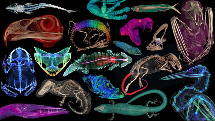 Scientists-CT scanned thousands of natural history specimens, which you can access for free