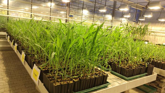 Research team identifies genetic contribution to the composition of the microbiome around maize roots.