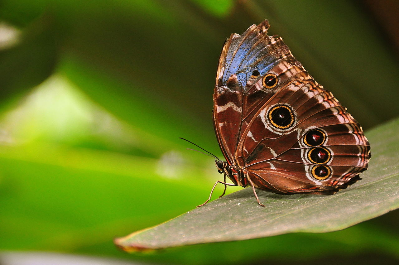 The Big Picture: Morpho peleides wings closed (blue morpho butterfly)