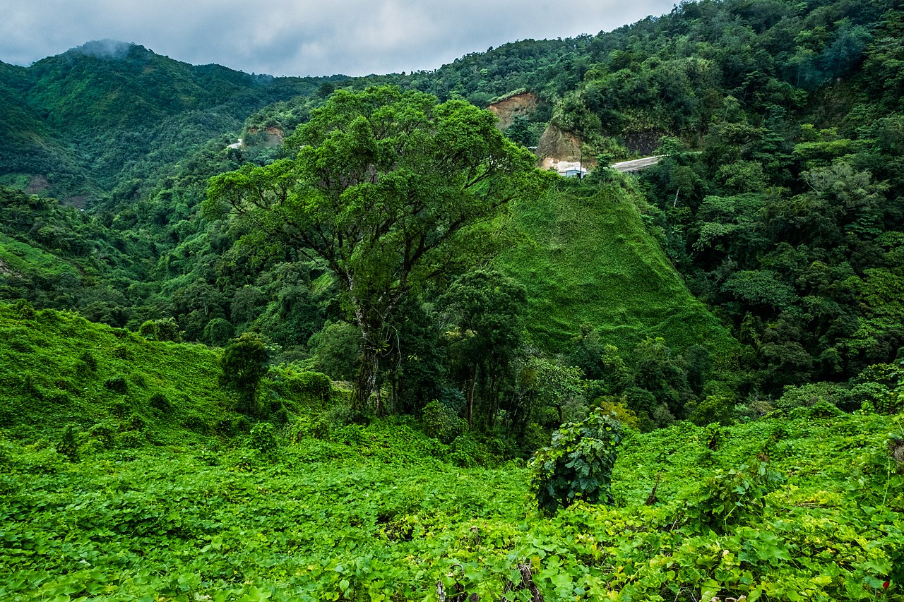 Maintain Asian forest diversity to avoid climate change impact, study.
