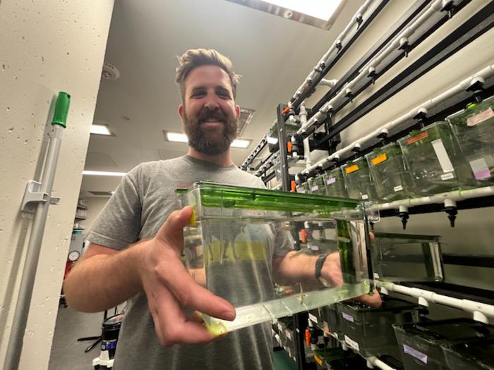 Why can zebrafish regenerate damaged heart tissue, while other fish species cannot?