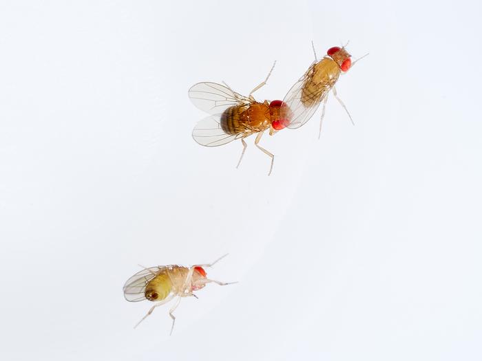 Oxidant pollutant ozone removes mating barriers between fly species