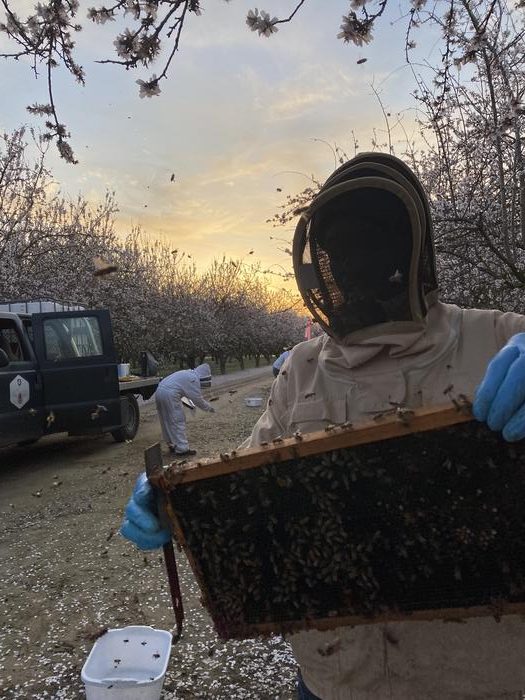 Honey bees at risk for colony collapse from longer, warmer fall seasons