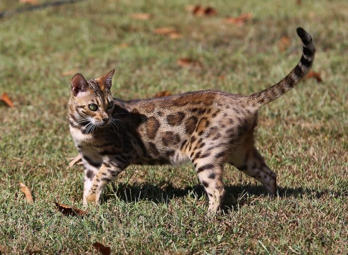 How wild is the Bengal cat genome?