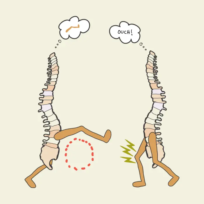 Brainless memory makes the spinal cord smarter than previously thought