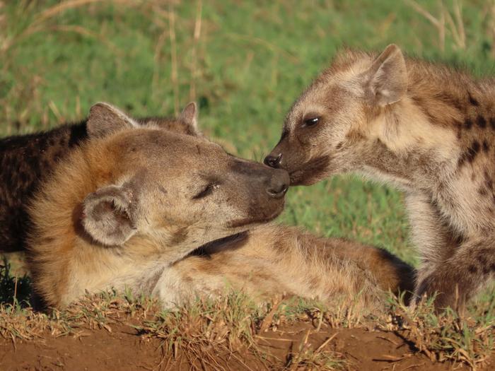 When inequality is more than “skin-deep”: Social status leaves traces in the epigenome of spotted hyenas in Tanzania
