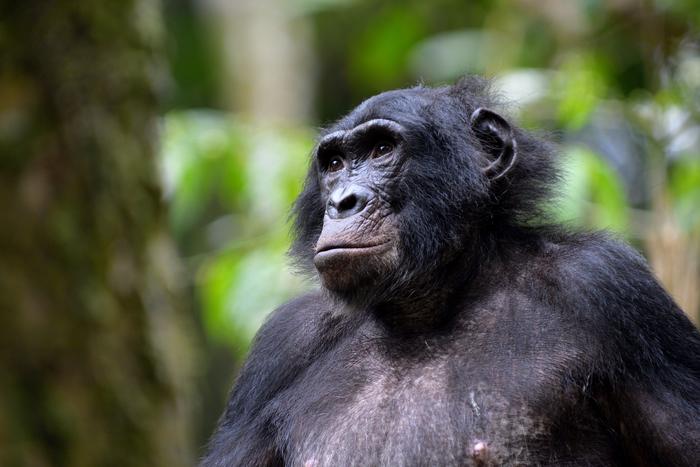 Bonobos aren’t as peace-loving as we thought