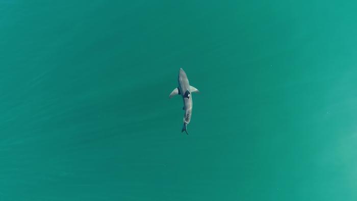 Baby sharks prefer being closer to shore, show scientists
