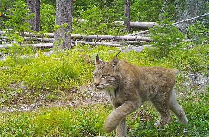 Canada lynx historic range in US likely wider than previously thought