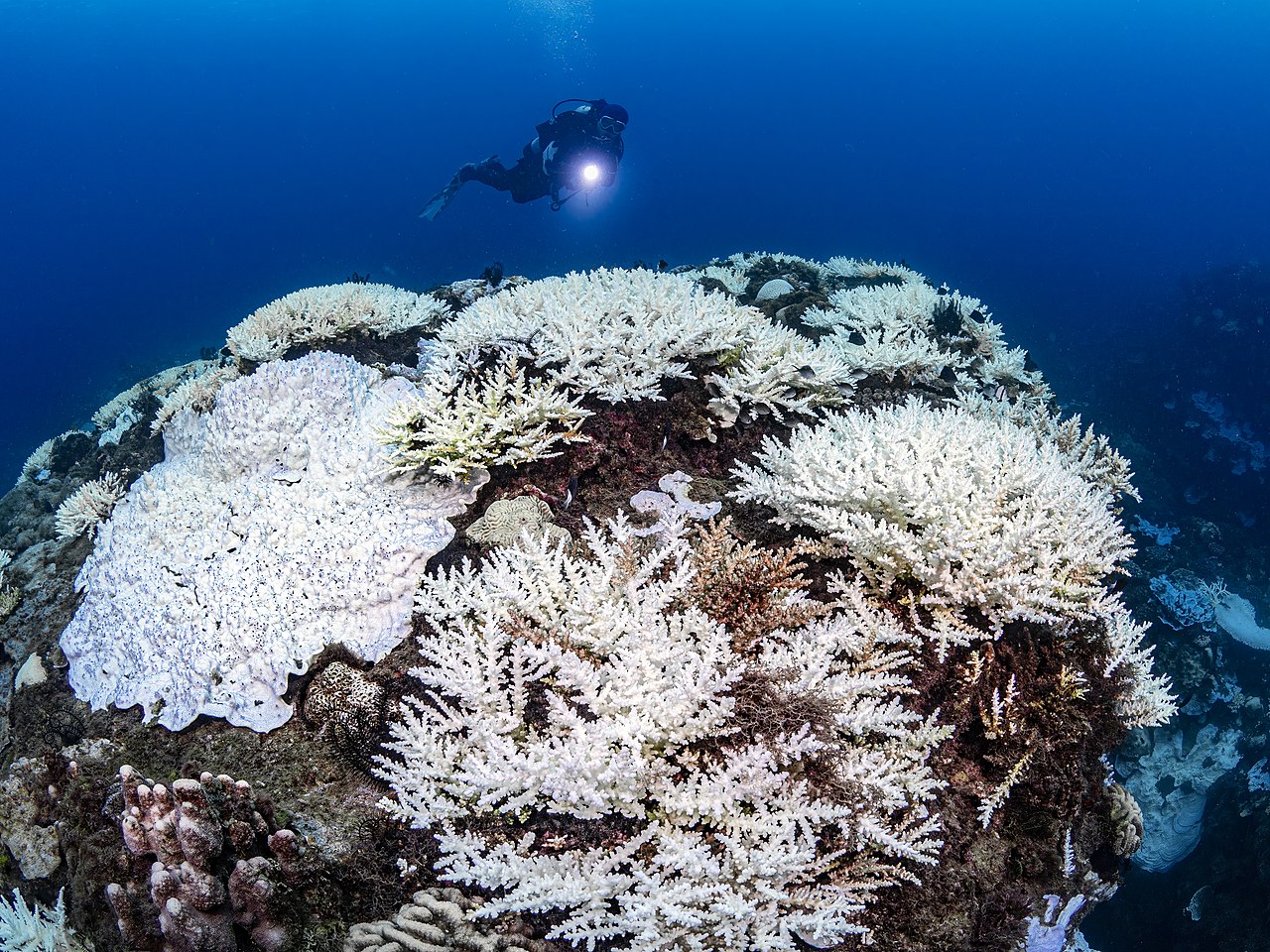 DAILY DOSE: Global Coral Bleaching Crisis Now Fourth Event; Brexit Exacerbates UK’s Growing Drug Shortages.