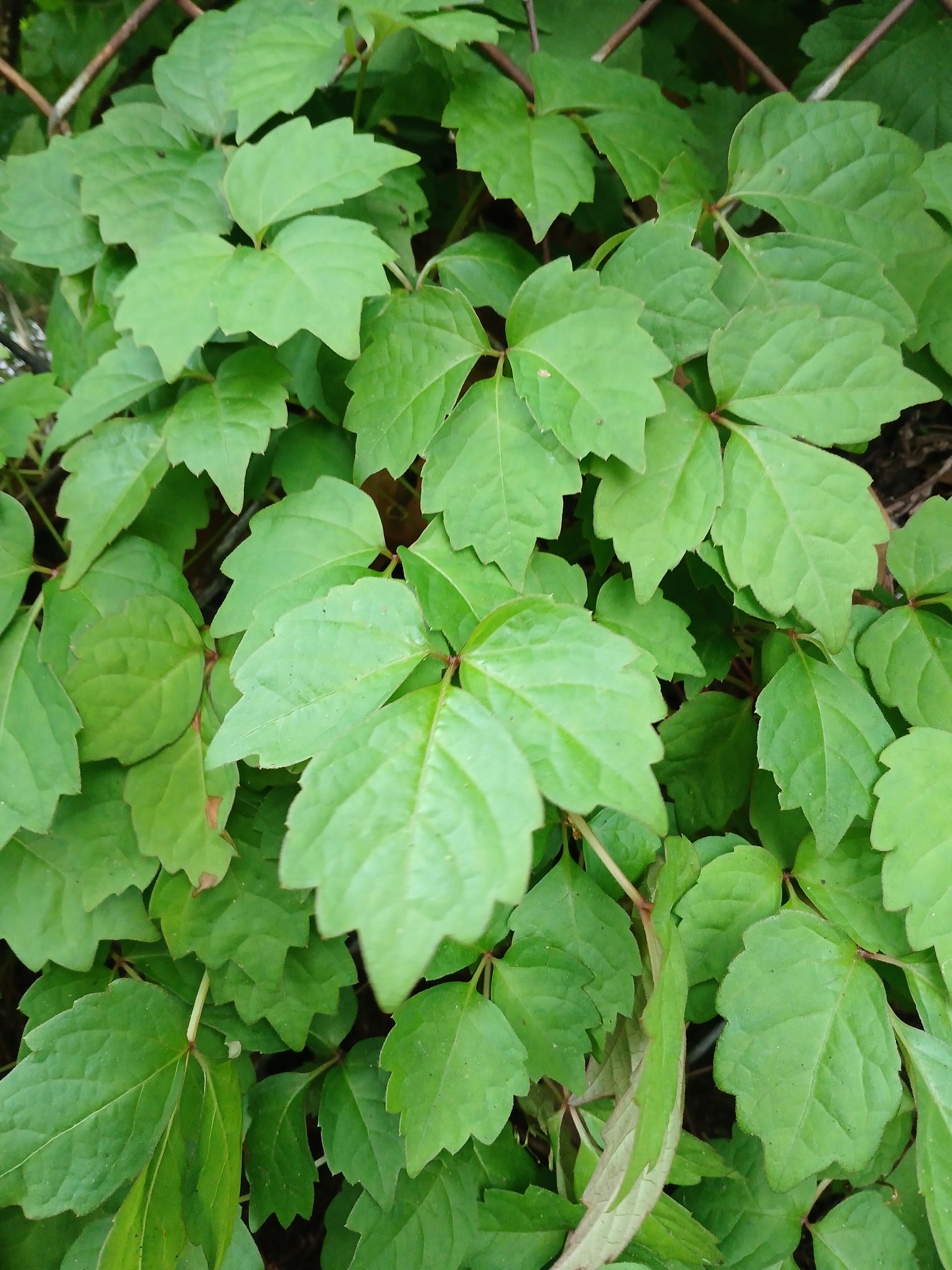 SCI-NY: From East Asia to the Big Apple, The Fascinating Tale of Boston Ivy.