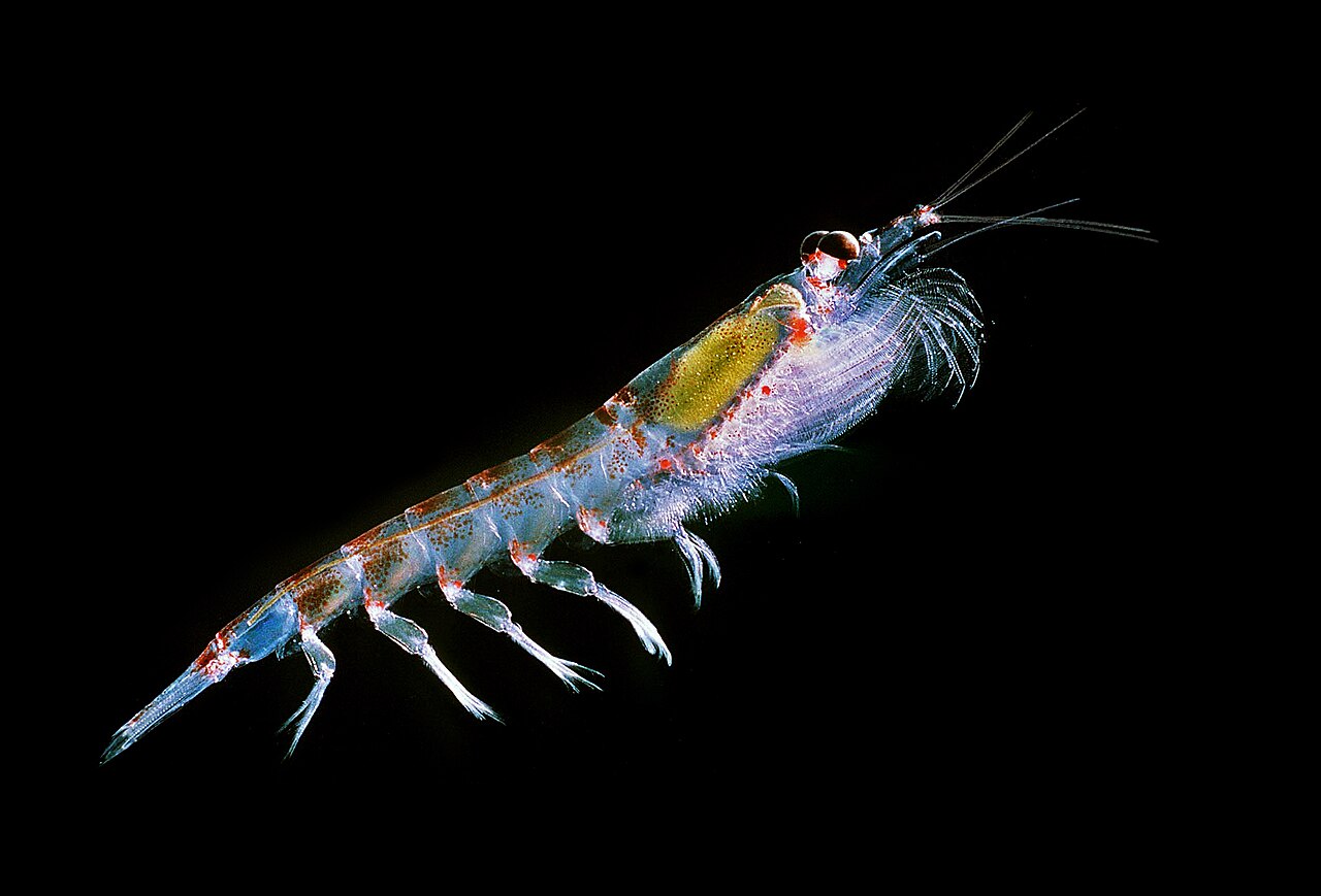 The Big Picture: Bioluminescent wonders – Antarctic krill.