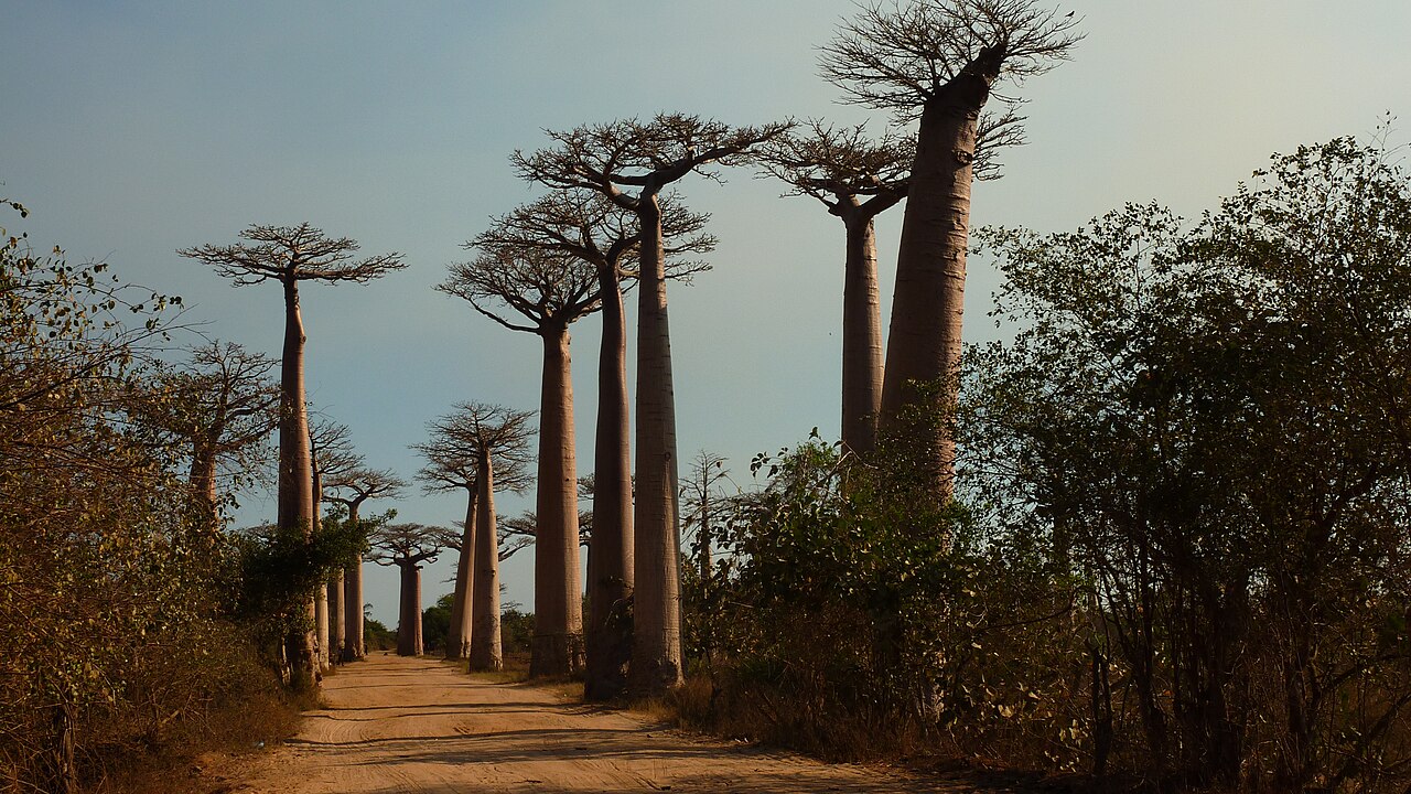 Unwrapping the origin story of the baobab