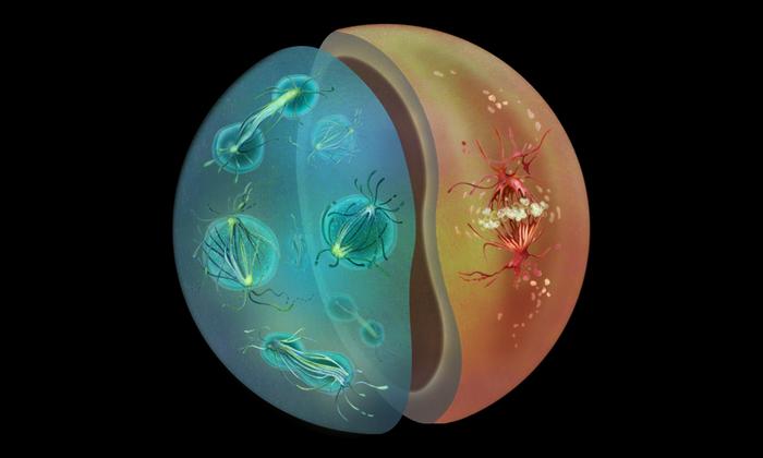 Scientists Uncover Evolutionary Insights Into Cell Division Adaptations