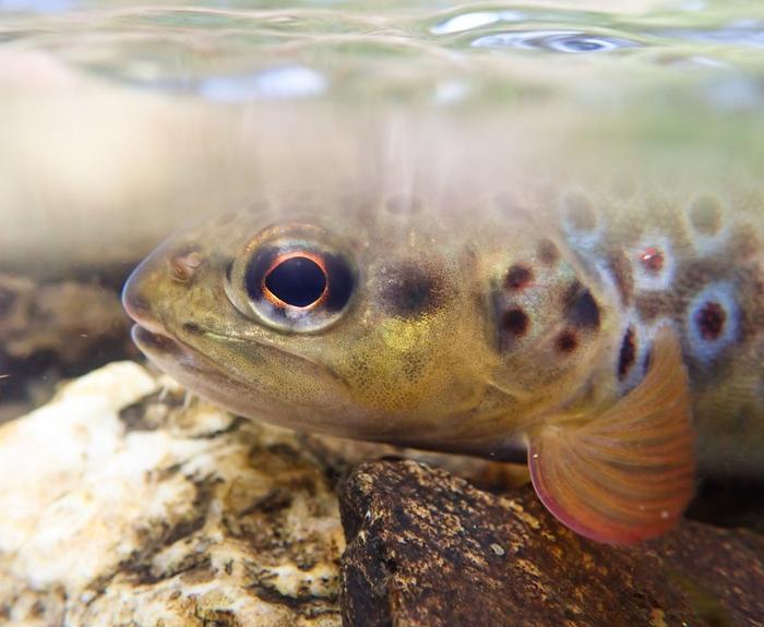 Genetically Isolated Trout in Mine-Polluted Rivers.